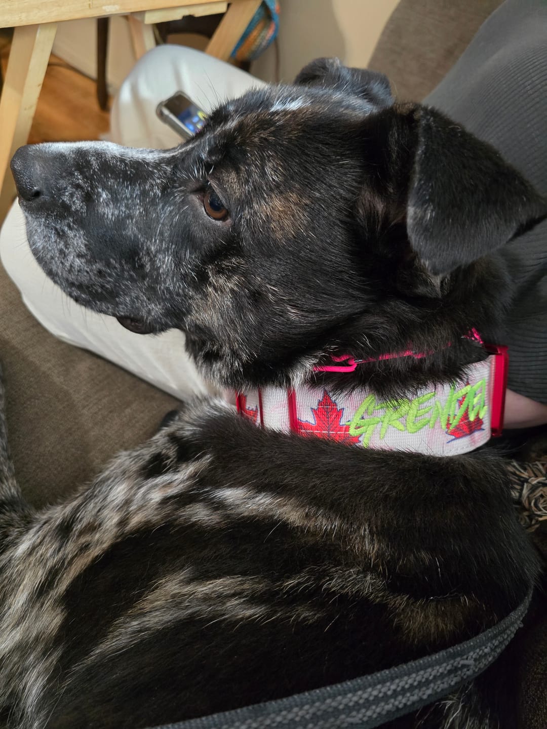 Customer photo review of 2" Tacti Luxe Dog Collar - Canadian