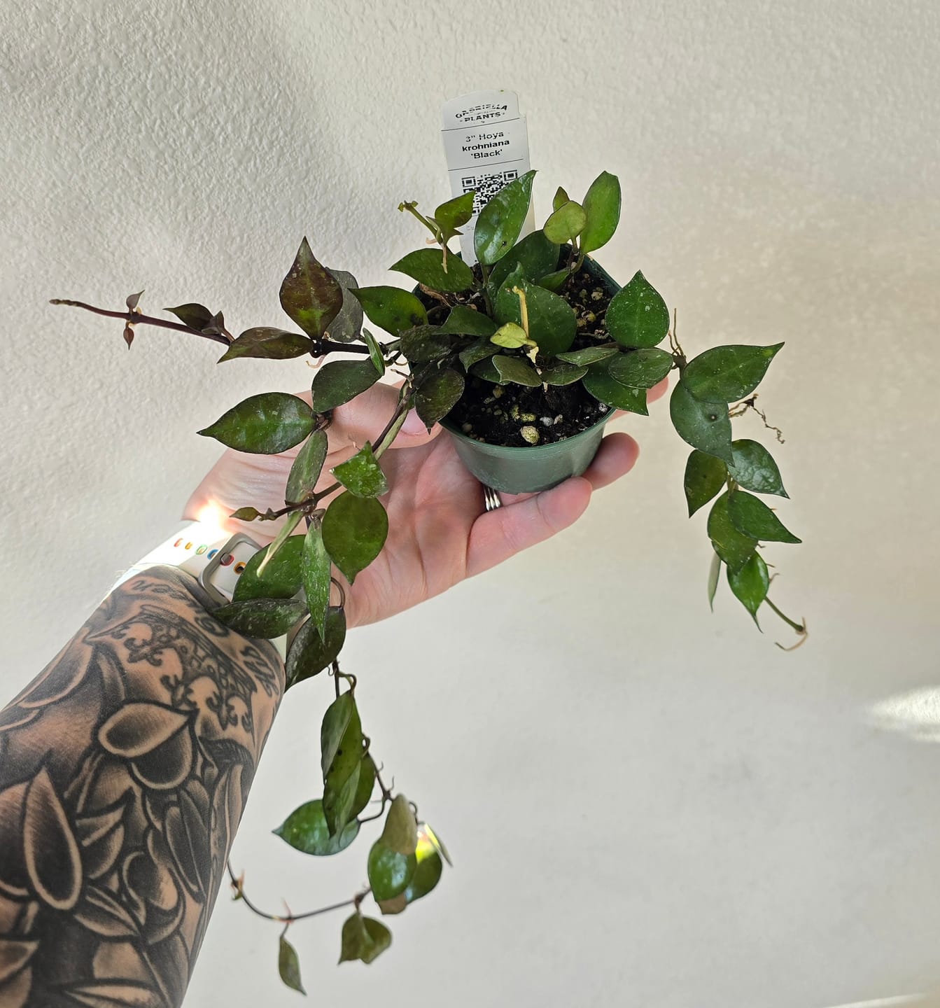 Customer photo review of Hoya krohniana 'Black'