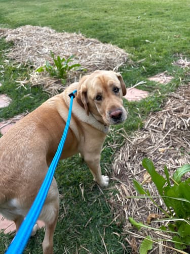 Becky W. review of Soft Rope Slip Lead 8mm image 1 out of 1