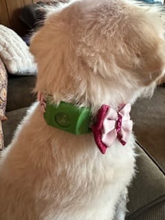 Customer photo review of FurLife™ 12 Months Flea and Tick Free