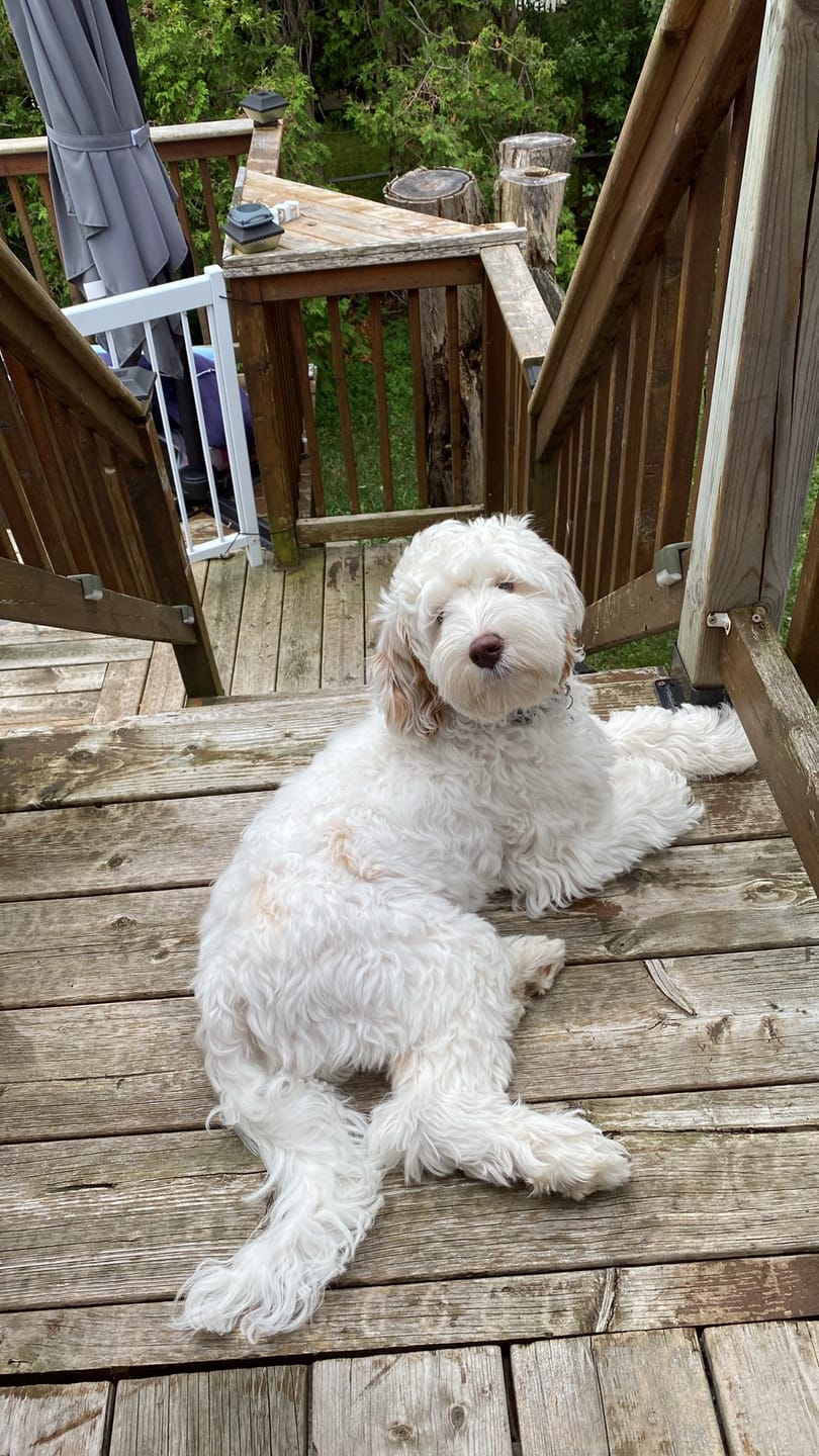 Customer photo review of Open Farm - Nourriture sans grains pour chien