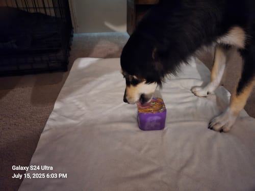 Customer photo review of FreezLava Heavy-Duty Enrichment Chew