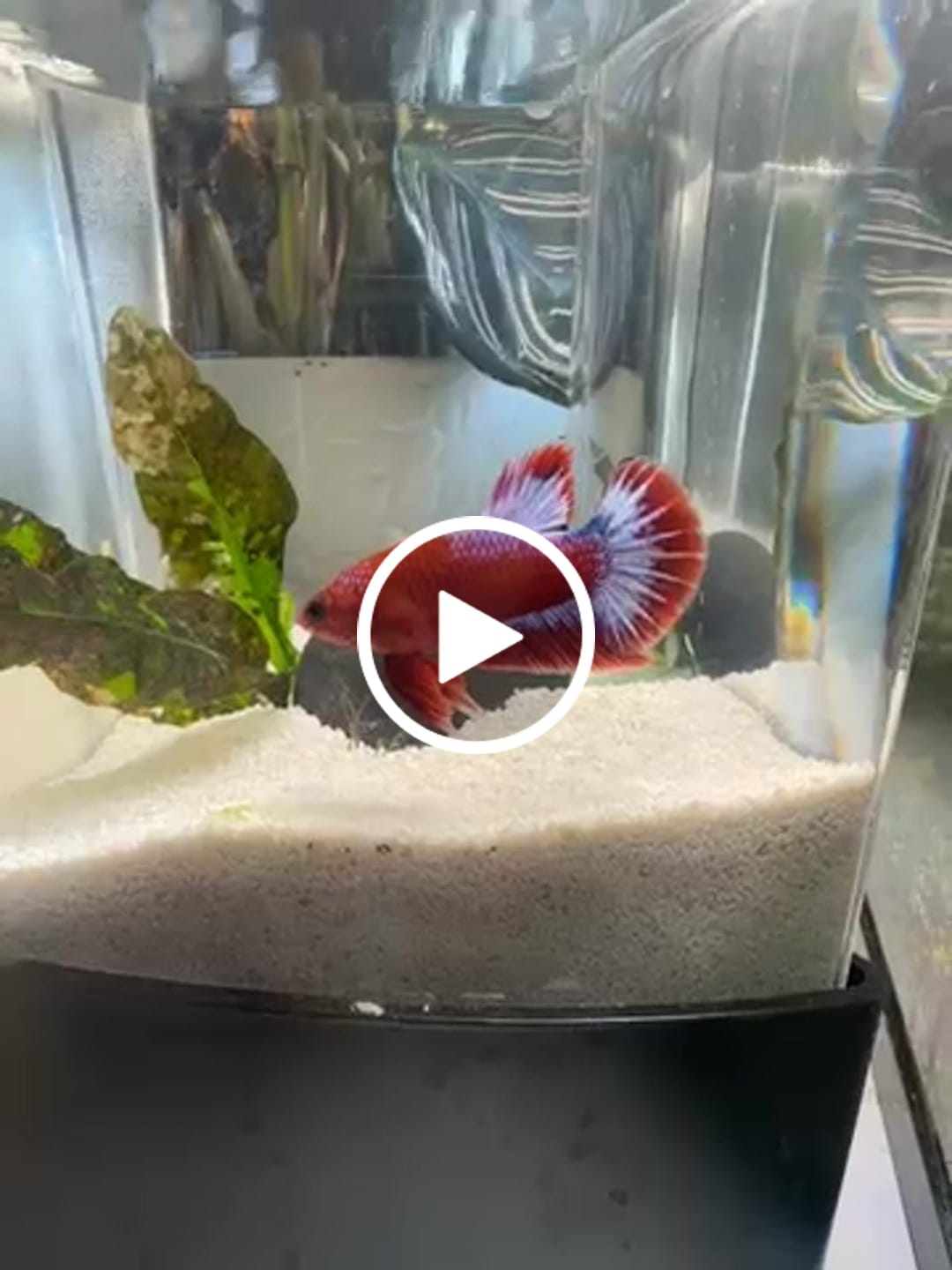 Customer video review of Hellboy Plakat Male Betta Fish | Order Directly From Farm | You Pick Fish