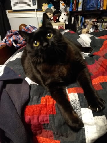 Custom Petslify plush reviewed by Laura A., handmade replica of their cat