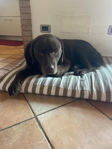 Customer photo review of Materassino Sfoderabile Cotone Premium Riga Larga Marrone