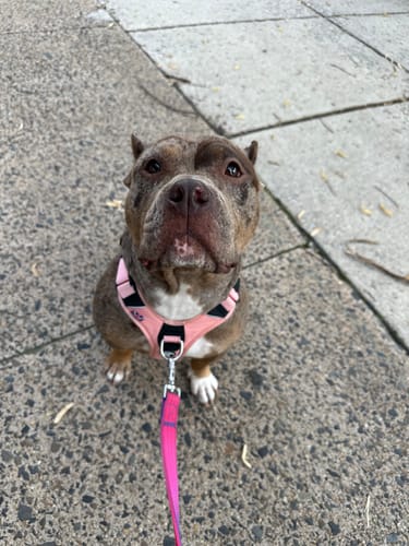 Customer photo review of Anti Pull Hurricane Harness - With Handle - Pink