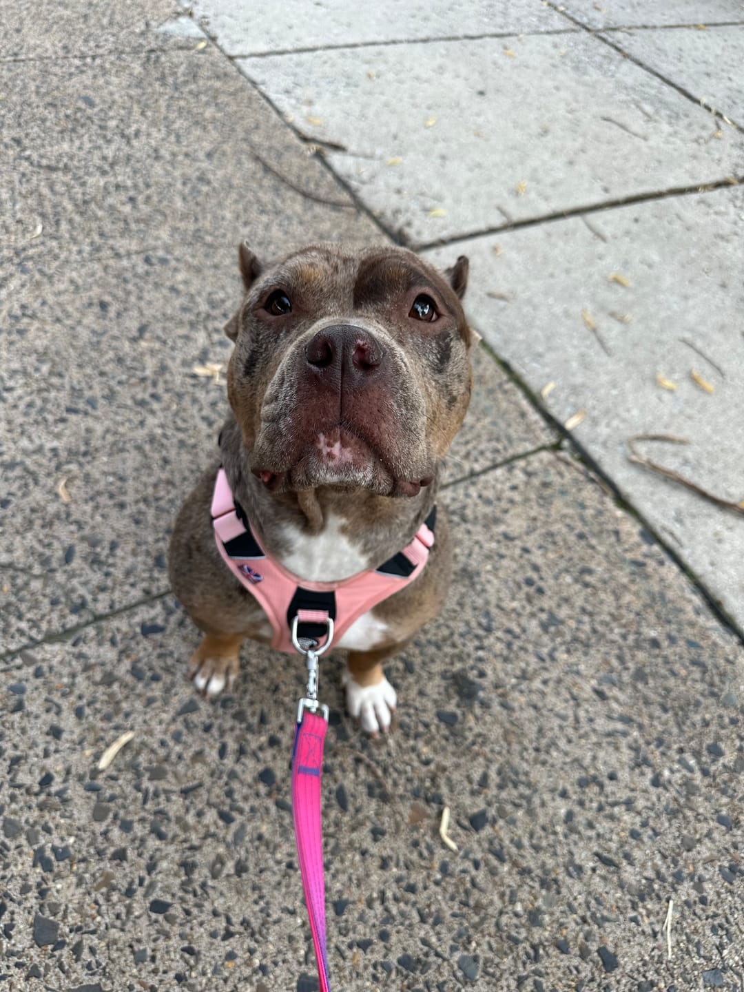 Customer photo review of Anti Pull Hurricane Harness - With Handle - Pink