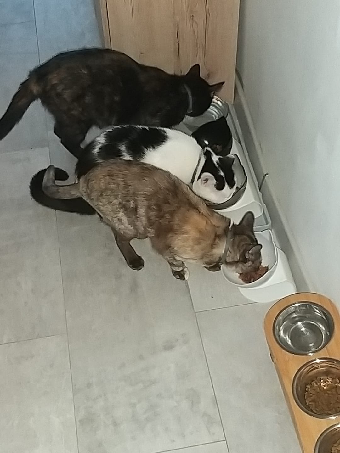 Customer photo review of Katzen Gesundheits Ratgeber von Majescats