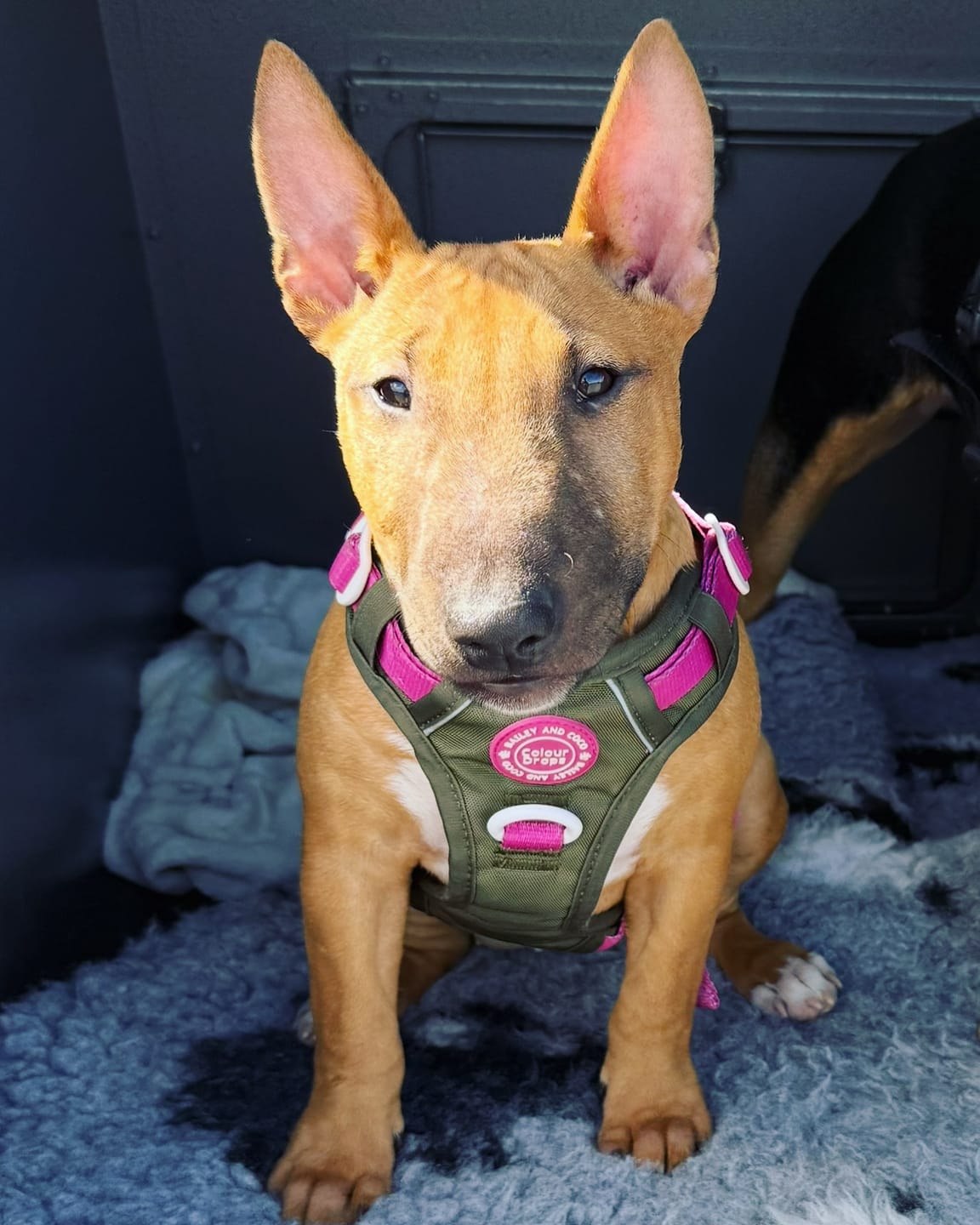 Customer photo review of Trail & Glow Dog Harness - COLOUR DROPS® - Olive it Hot