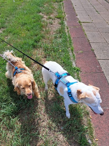 Customer photo review of Y Shaped Dog Harness FUN Ice Blue | AnnyX - M