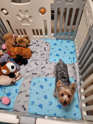 Customer photo review of Potty Buddy™ - The Durable Leak-Free Potty Pad