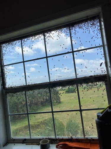 Customer photo review of BeeCastle Natural Hive 10 Frame 2 Layer Beehive Include 1 Deep Cedar Wood Box And 1 Cedar Wood Super Box With Wooden Frame And Beeswax Plastic Foundation