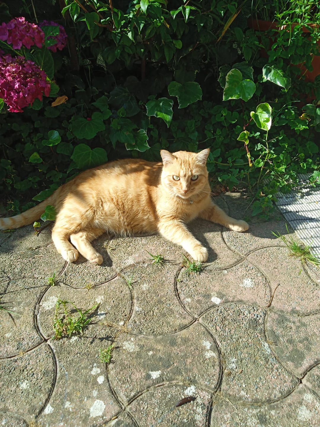 Customer photo review of Croquettes riches en poissons blancs frais (chat stérilisé)