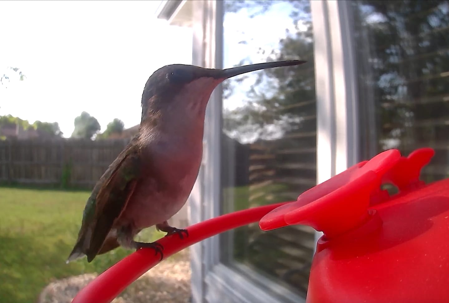 Customer photo review of Birdfy Hum Feeder Duo - Hummingbird Feeder with Dual Camera