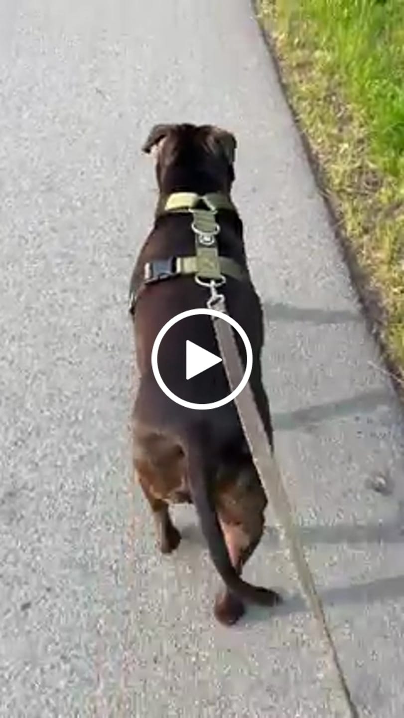 Customer video review of Training Anti Pull TRI-Harness® | M-XL Breeds - Khaki