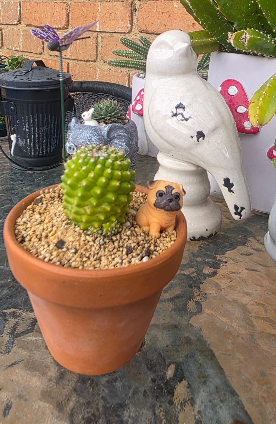 Customer photo review of Mammillaria Pico 'Dalek'