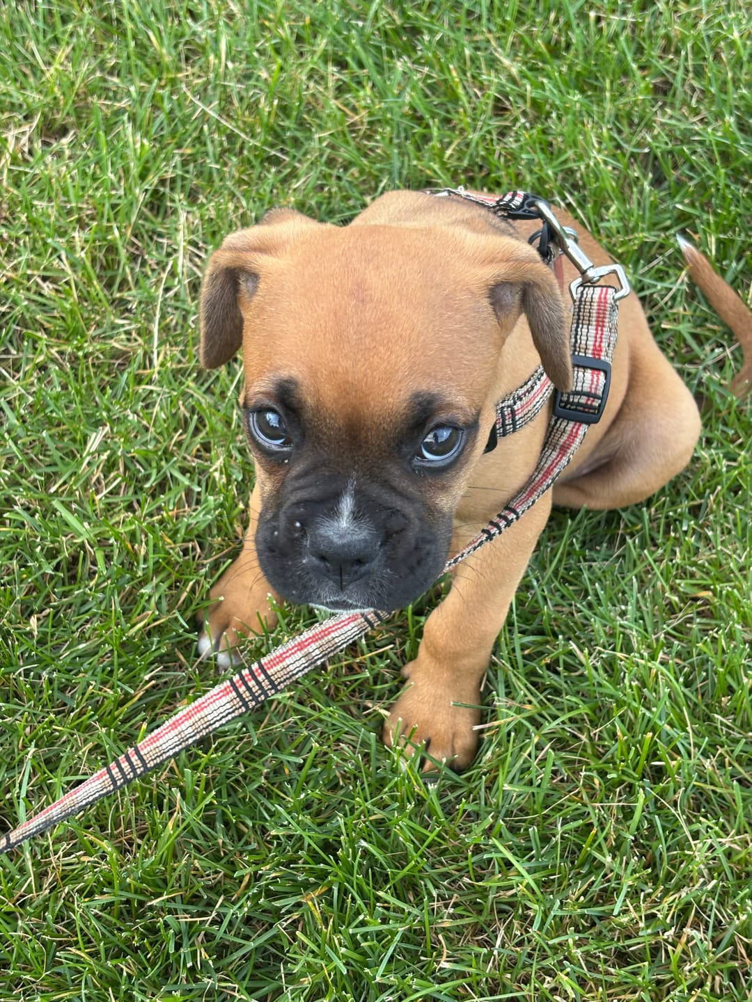 Customer photo review of Vrac Nature's Own - Batonnets oesophage de boeuf pour chien