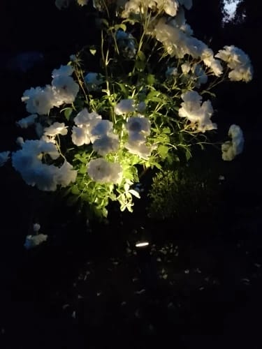Customer photo review of 9 LED Solar Spot Lights
