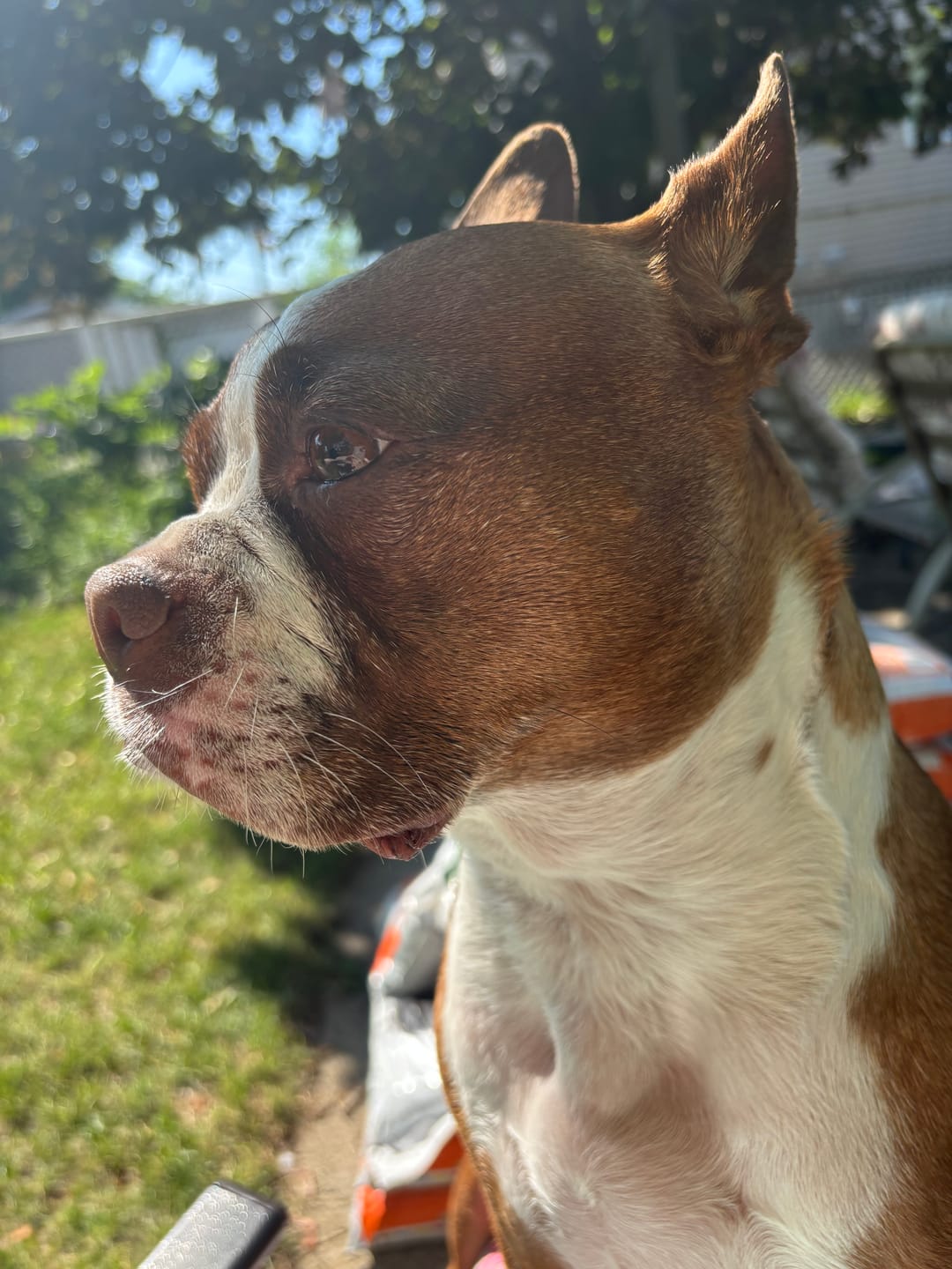 Customer photo review of Horizon Legacy - Nourriture pour chien haut de gamme