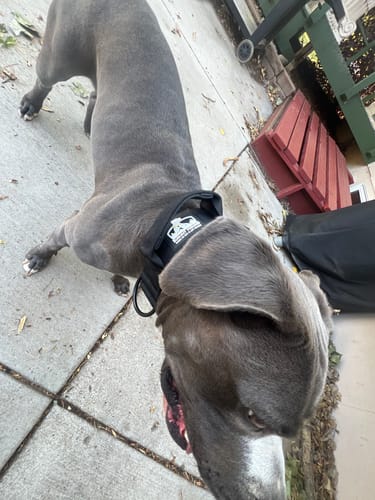 Customer photo review of Black Bully Proof Collar