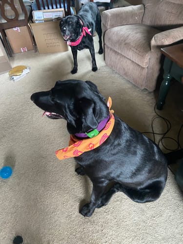 Customer photo review of FurLife™ 12 Months Flea and Tick Free