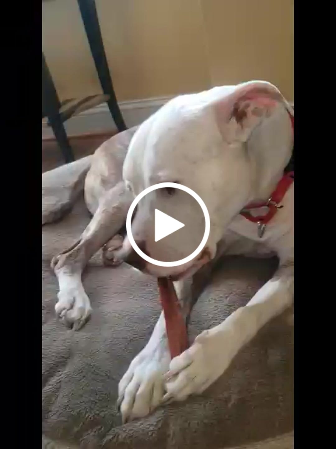 Customer video review of 6 Inch Jumbo Bully Stick