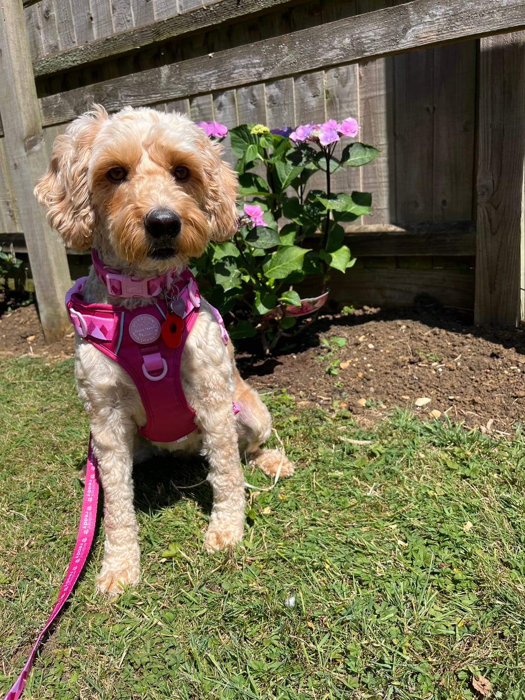 Customer photo review of Tough Trails™ Harness - Walkies Ready® Raspberry Pink