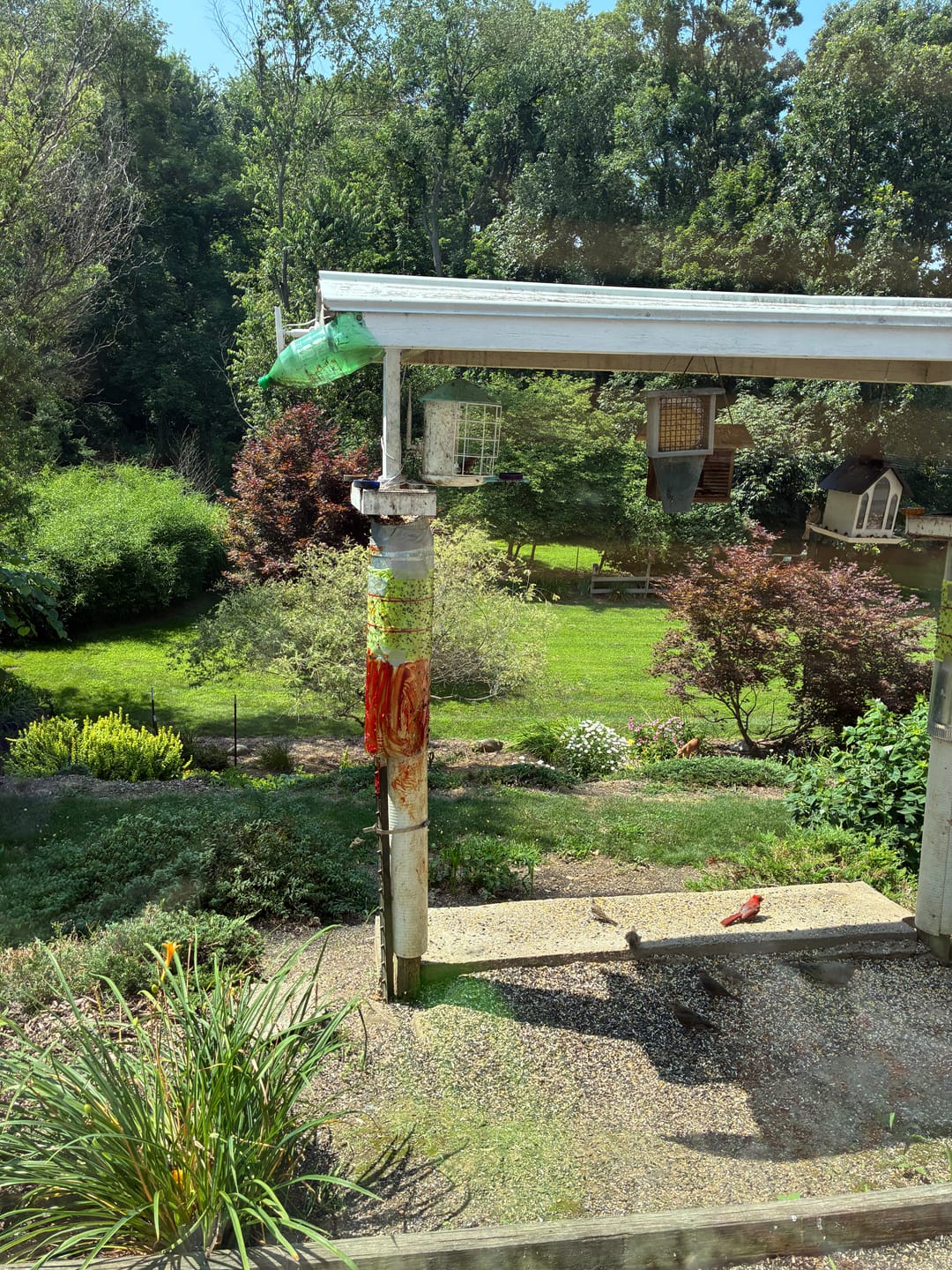 Customer photo review of Birdfy Shield - Bird Feeder Shield