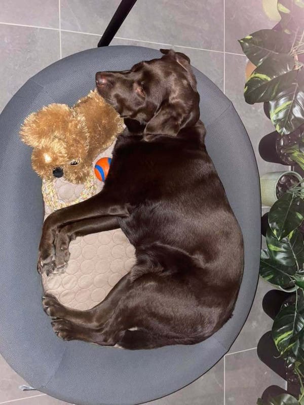 Customer photo review of Brooklyn® Nest Dog Bed