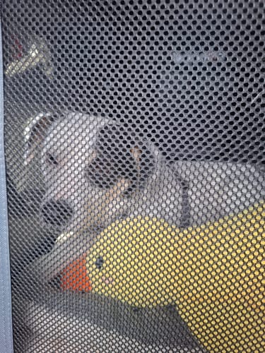 Customer photo review of Anti-Stress Ente