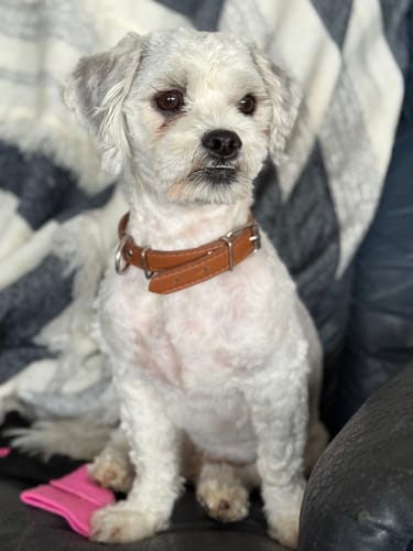 Customer photo review of PaWz GroomMate Pet Grooming Kit