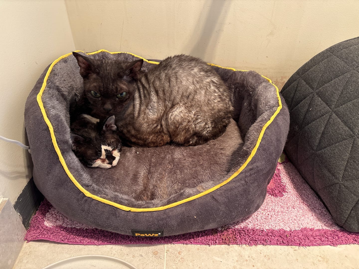 Customer photo review of PaWz Electric Pet Heater Bed Thermal Protection