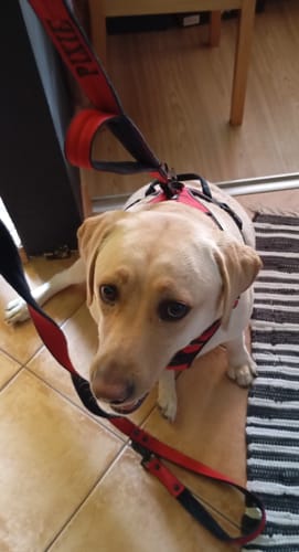Customer photo review of Smycz przepinana dla psa z imieniem - Personal Multi Leash