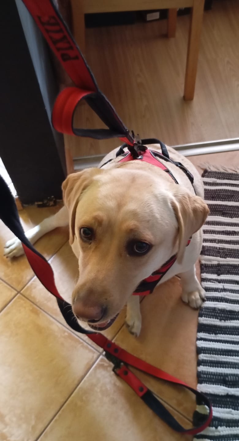 Customer photo review of Smycz przepinana dla psa z imieniem - Personal Multi Leash