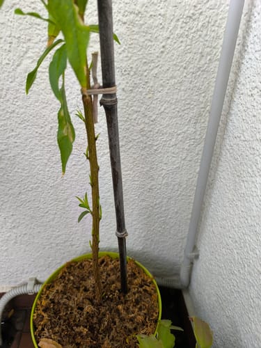 Customer photo review of PROTOCOLLO NUCLEARE CB®