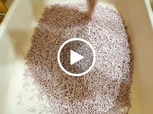 Customer video review of [ 免運 6入/箱 ] PANI 99%無塵豆腐砂-原味 薰衣草 綠茶 7L (2.8kg) x 6入/箱