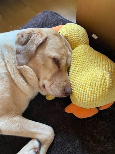 Customer photo review of Anti-Stress Ente