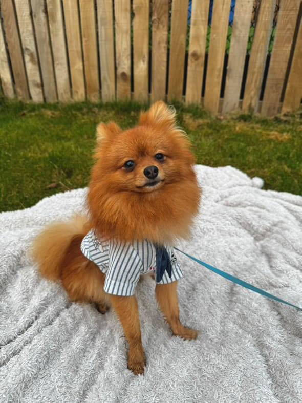 Customer photo review of Striped Sailor Shirt