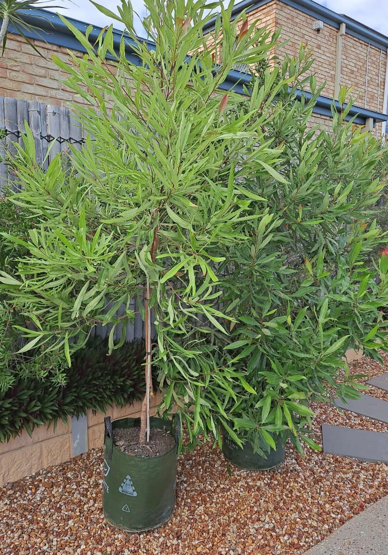 Customer photo review of Ivory Curl Tree - Buckinghamia celsissima