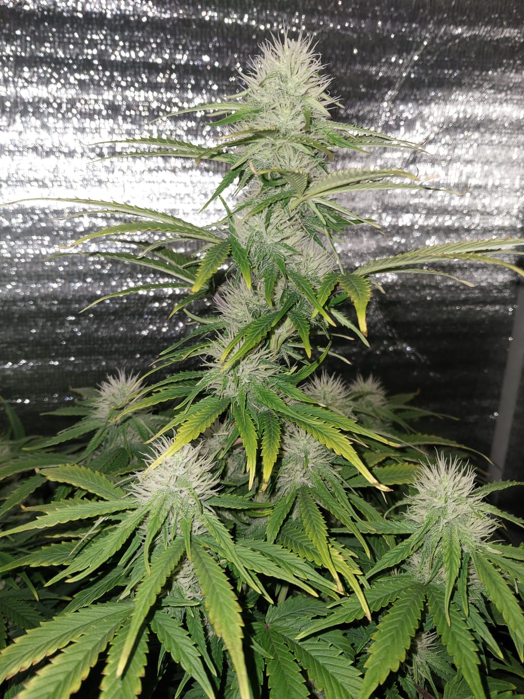 Customer photo review of Hesi Bio Bloom