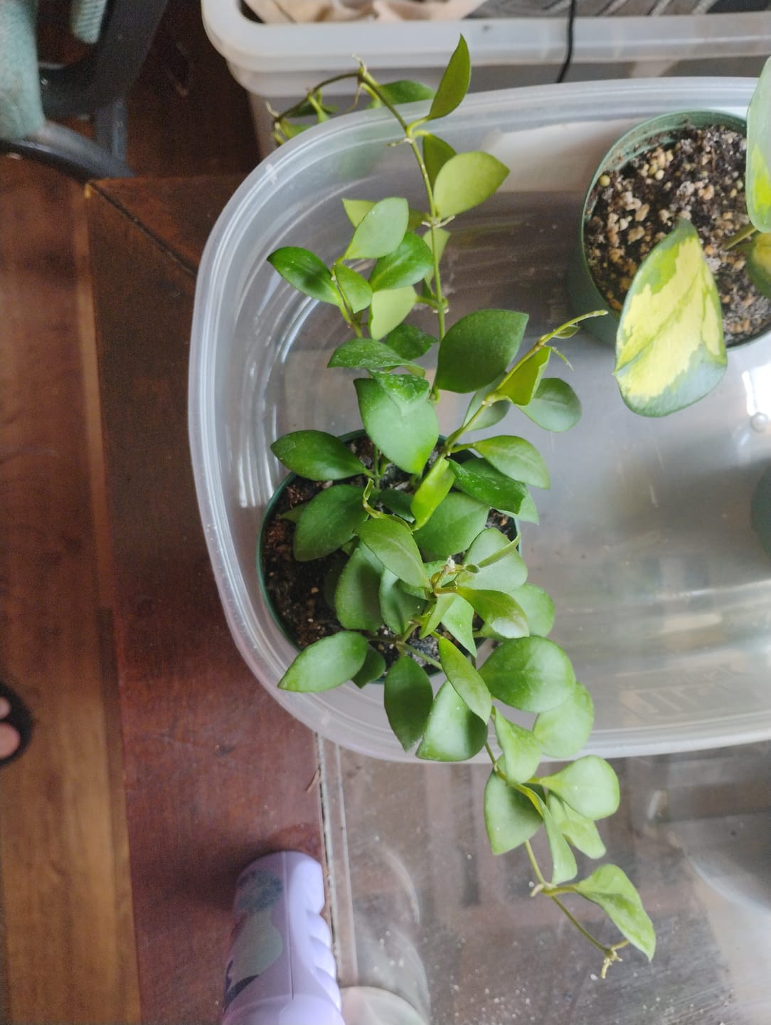 Customer photo review of Hoya heuschkeliana
