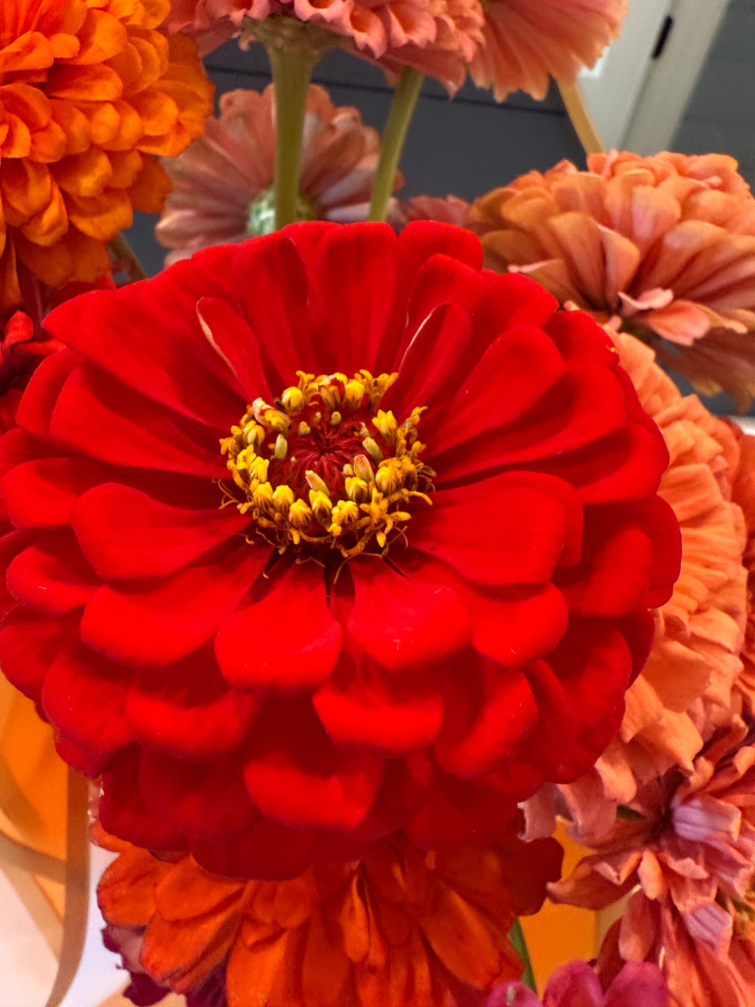 Customer photo review of Book, The Cut Flower Handbook