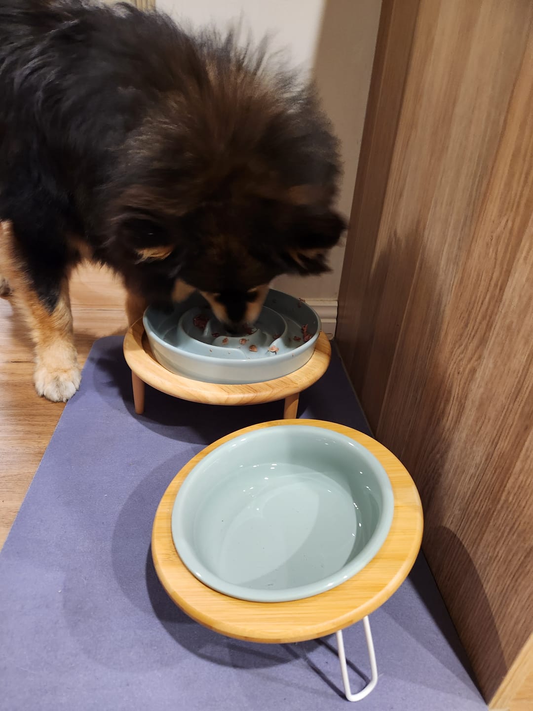 Customer photo review of Ceramic Slow Feeder Pet Bowl for Dogs and Cats