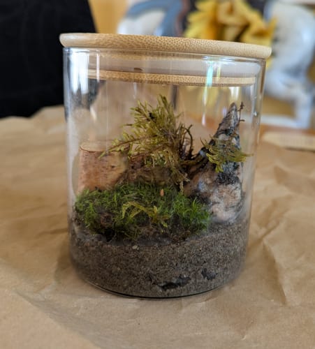 Customer photo of Mossify Terrarium Kit from Mary S.