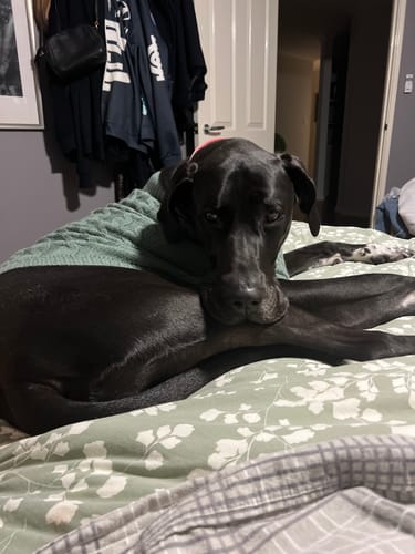 Customer photo review of Cable Knit Dog Sweaters