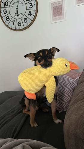 Customer photo review of Anti-Stress Ente