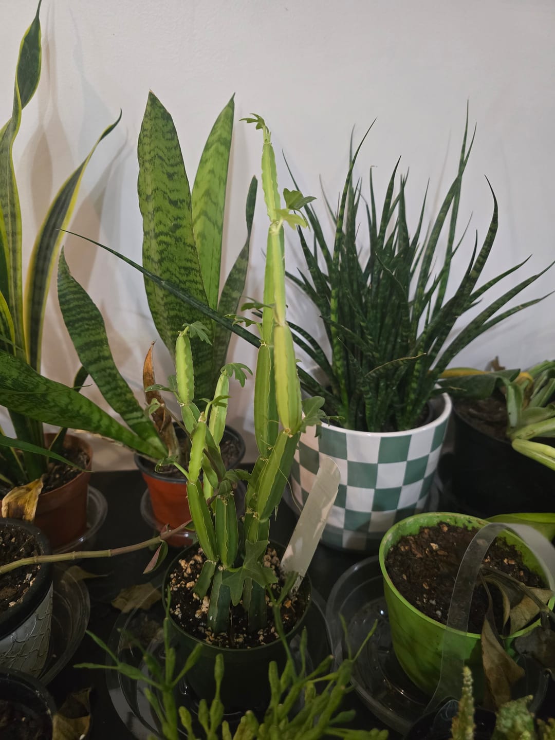 Customer photo review of Cissus quadrangularis