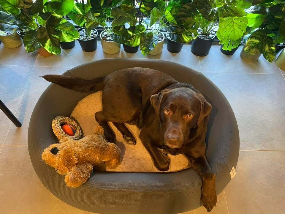 Customer photo review of Brooklyn® Nest Dog Bed