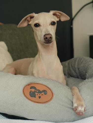 Customer photo review of Teddy Bear Velvet Pet Bed