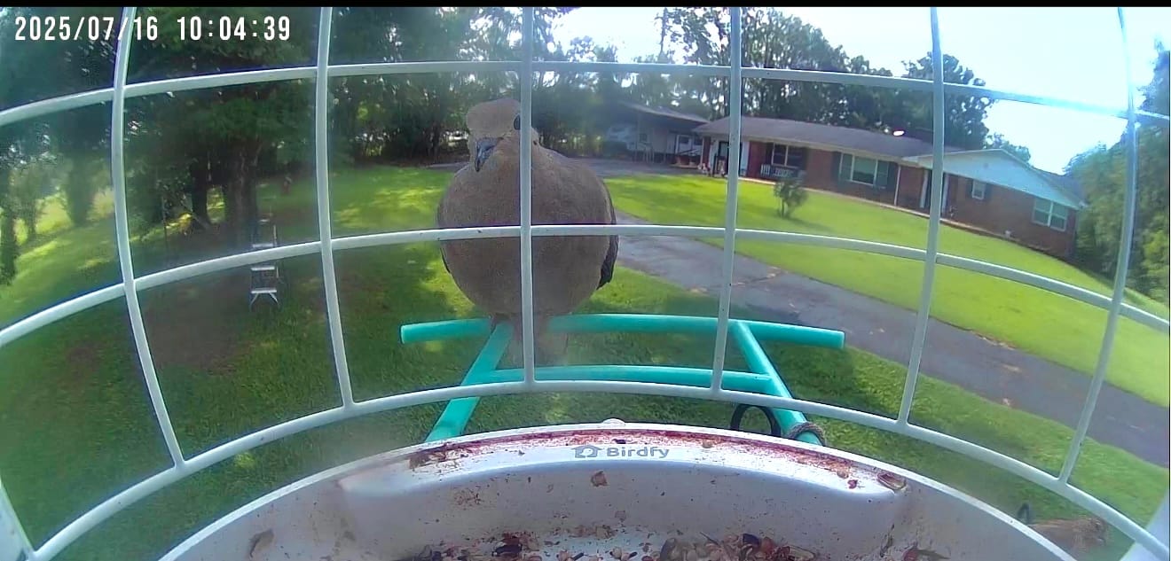 Customer photo review of Birdfy Shield - Bird Feeder Shield